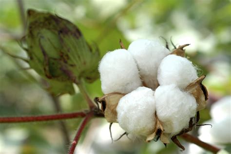 Cotton Fibre, What Is Cotton - Tekstil Sayfası