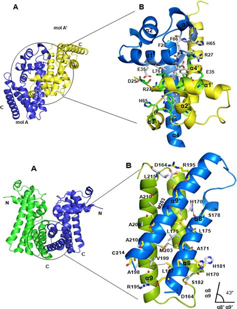 Structural view of dimerization interfaces. A) The canonical dimer ...