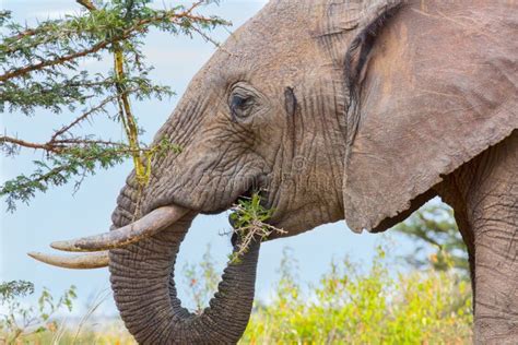 African Elephant Eating Acacia Leaves and Bark Stock Image - Image of ...