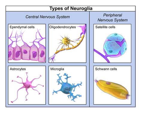 Unipolar Neuron Histology