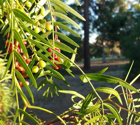 Know your Park Lands plants: pepper tree — Adelaide Park Lands Association