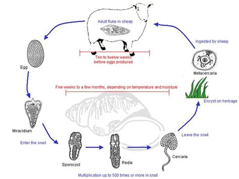 Life-cycle of the liver fluke, Fasciola hepatica. (Drawings courtesy of ...