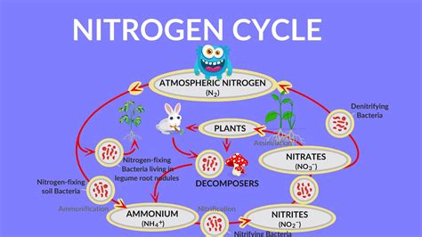 Explain Different Steps of Nitrogen Cycle