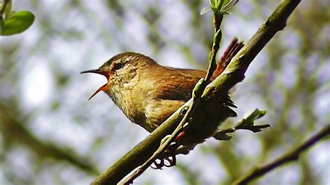 Jenny Wren Bird Sounds