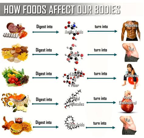 Balanced Diet | Bodybuilding and Fitness Zone