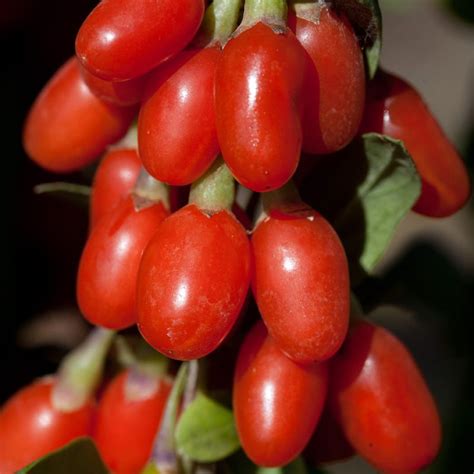 Big Lifeberry® Goji - Goji Berry Plants - Stark Bro's