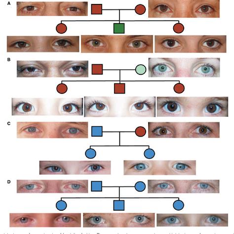 Dominant And Recessive Eye Color Chart | Images and Photos finder