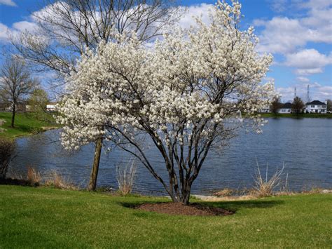 Autumn Brilliance Serviceberry | 10 Incredible Reasons to Get One Today