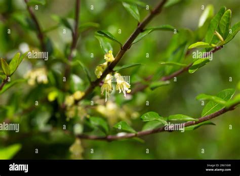 Lonicera nitida hi-res stock photography and images - Alamy