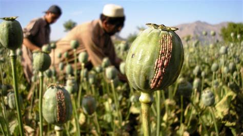 opium poppy | Description, Drugs, & Seeds | Britannica