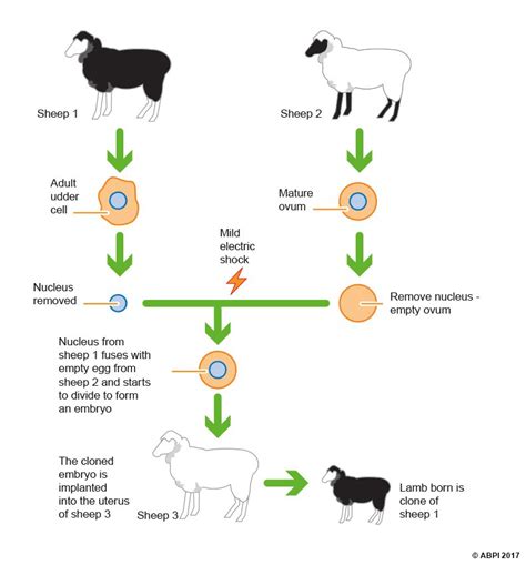 Animal Cloning Dolly The Sheep