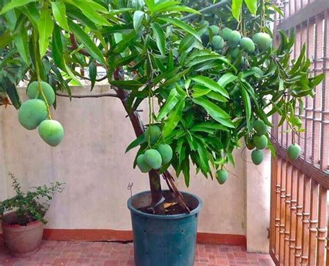 Everything About Growing Mango Tree | Mango Tree Care in Pot