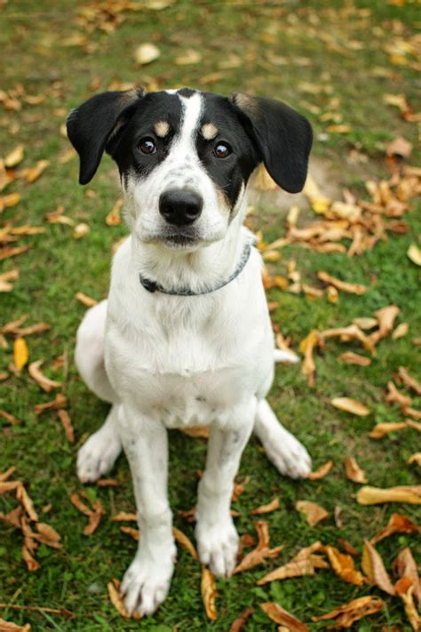 Jezebel - Pointer Jack Russell Terrier mix