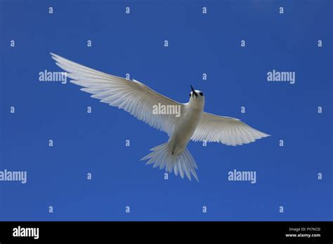 Flying Fairy Tern bird Stock Photo - Alamy