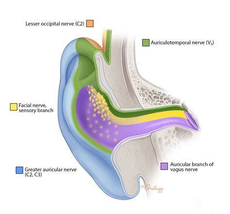 External Ear – Oto Surgery Atlas