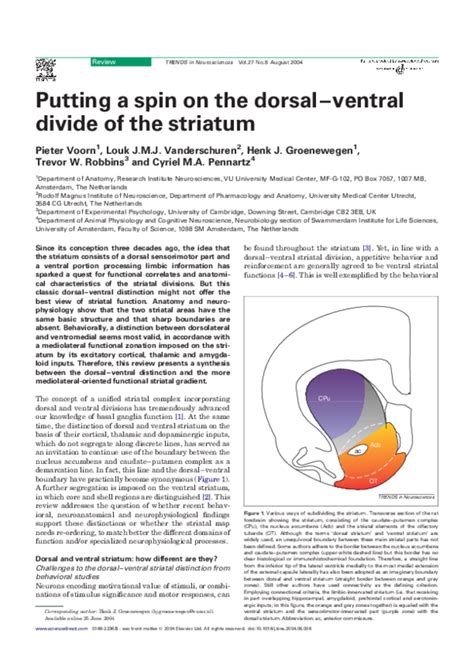 (PDF) Putting a spin on the dorsal–ventral divide of the striatum ...