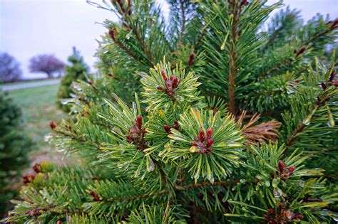 How to Grow Your Own Christmas Tree Plants - Hobby Farms