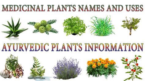 Medicinal Plants And Their Uses | 20 Ayurvedic Plants Names | Medicinal ...