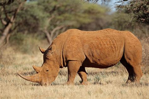 White Rhinoceros in Natural Habitat Stock Photo - Image of safari ...