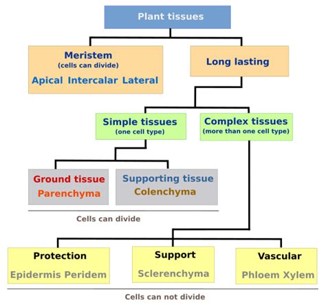 4 Plant Tissue Concept Map - Map