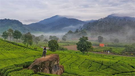 6 Aktivitas Seru di Perkebunan Teh Rancabali