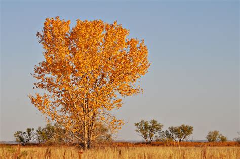 Cottonwood Trees - Wilder Good