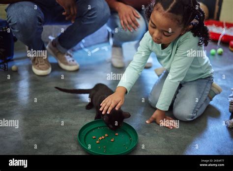 Child, girl or feeding kitten in pet shelter, adoption rescue or feline ...