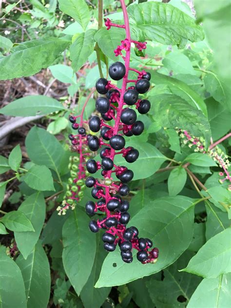 Pretty Poisonous Pokeweed