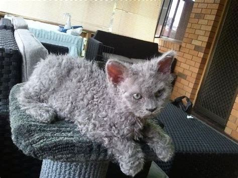 20 Poodle Cats That Are So Fluffy You'll Squeal - The Animal Rescue ...