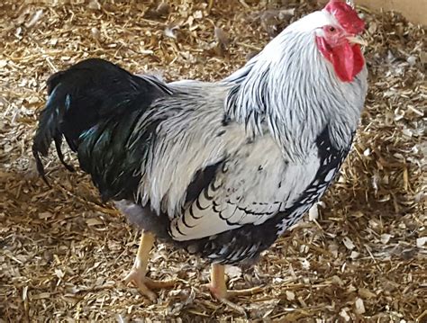 Silver Laced Wyandotte Chicken (Exhibition Type) | Chickens For Backyards