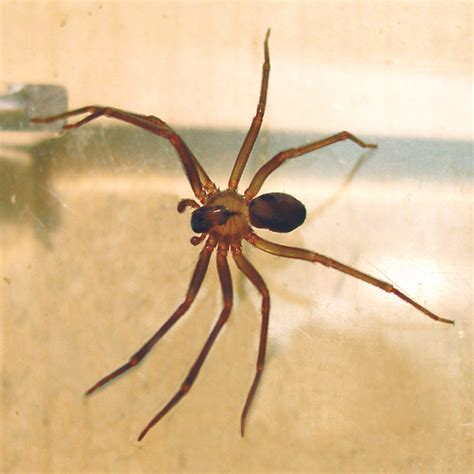 Brown Recluse Spider Locations & Range: Where Do They Live?