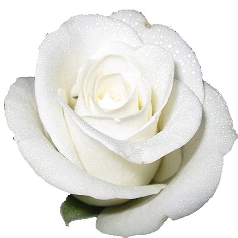 Cut-flower roses White - white rose png download - 1500*1500 - Free ...