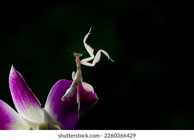 Pink Orchid Mantis Hymenopus Coronatus Camouflage Stock Photo ...