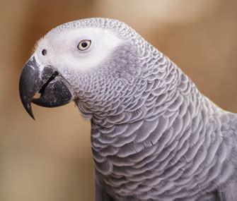 10 Tips to Help Teach Your Parrot to Talk - Vetstreet | Vetstreet