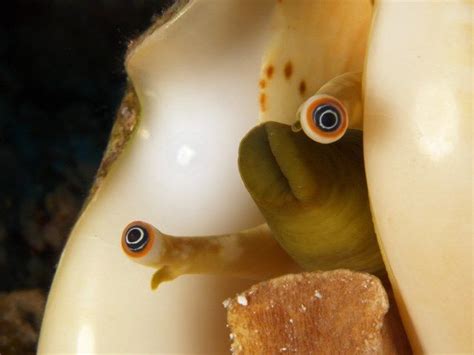 Conch Snails Have Eyes and They May Be the Weirdest Cute Thing You See ...