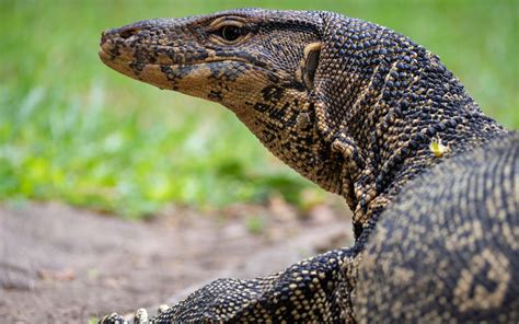 There Be Dragons: 6-Foot-Long Lizard Terrifies Florida Family | Live ...