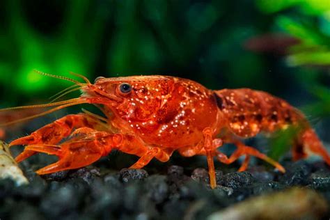 Tips about Freshwater Crayfish Care | big dogs big hearts