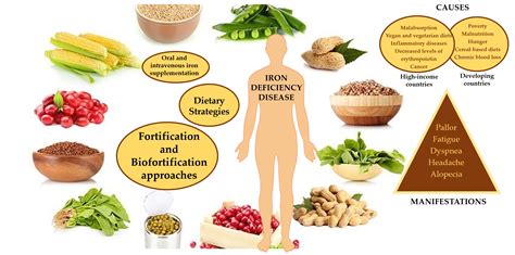 Foods | Free Full-Text | Fighting Iron-Deficiency Anemia: Innovations ...