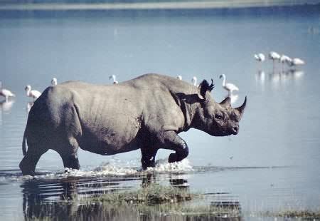 Rhinos Photo: Black Rhino Running through Water | Nakuru, Photo, Black ...