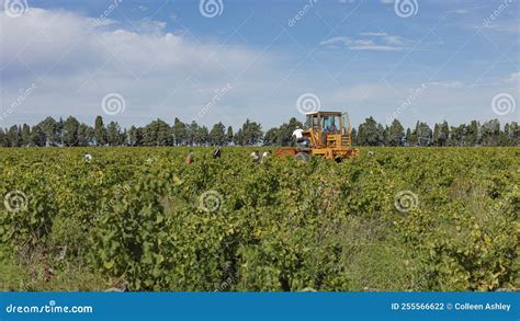 Group of Harvesters in the Vines Hand Harvesting Grapes Editorial ...