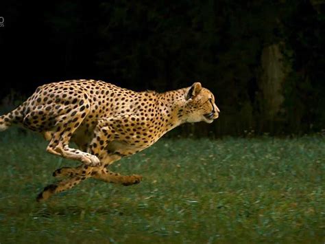 Cheetahs In Slow Motion Video - Business Insider