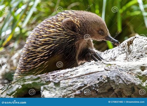 A Short Beaked Echidna, Tachyglossus Aculeatu, Also Known As the Spiny ...