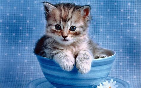 Cute Kitten Wallpaper - Kittens Wallpaper (16094683) - Fanpop