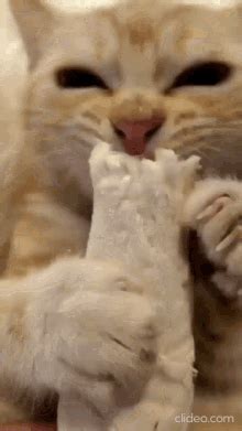 Cat Eating Fast GIF – Cat Eating Fast Eating – Откриване и споделяне на ...