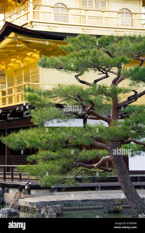 Detail of the peaceful Golden Pavilion or Kinkakuji temple garden in ...