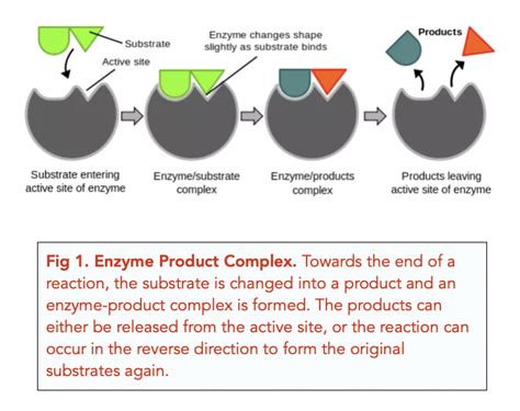 Enzymes: Key Concepts (A-level Biology) - Study Mind