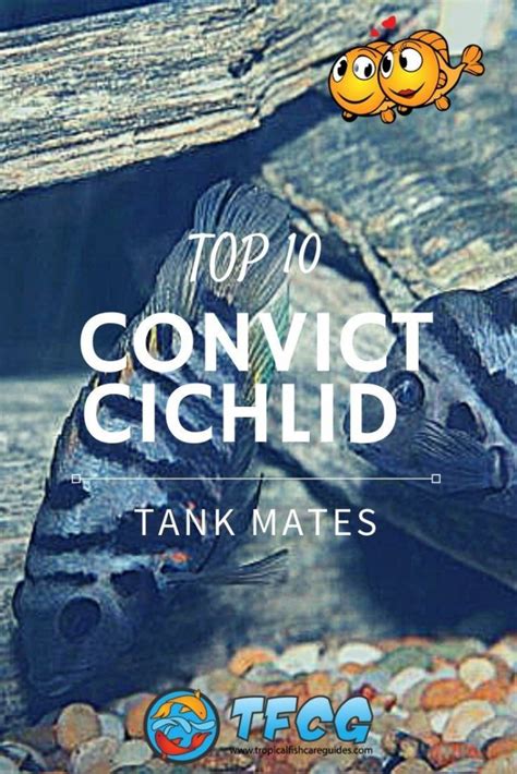 20 Best Convict Cichlid Tank Mates Care & Setup Guide 2023