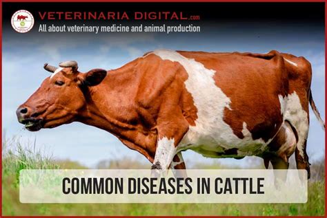 Common Diseases in Cattle