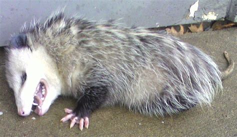 TOM CLARK: Playing Dead: Opossum