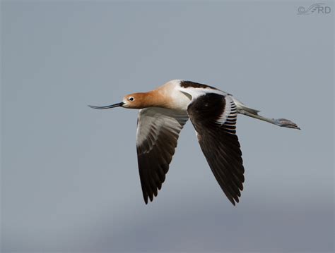 American Avocet In Flight – Feathered Photography